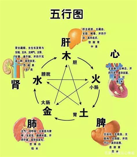 五行六腑|五脏六腑对应的五行